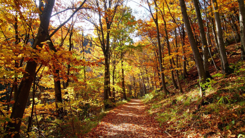 Muscatine Trail System Crisp Weather Adventures to Enjoy This Fall | Ruhl&Ruhl REALTORS